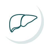Liver icon